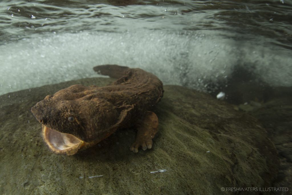 hellbender facts