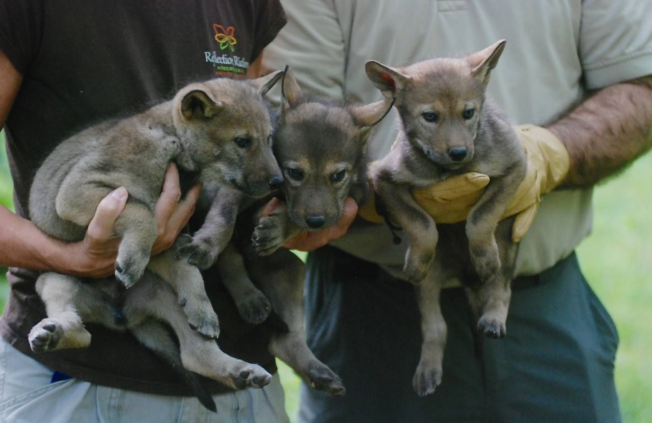 Cooper red wolves