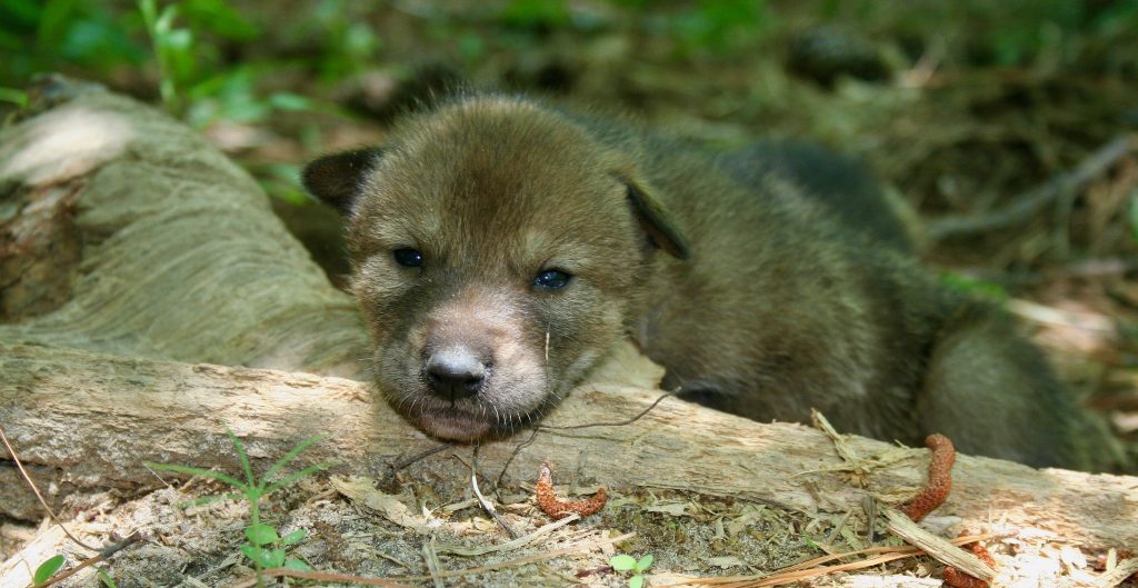 red wolf puppy 