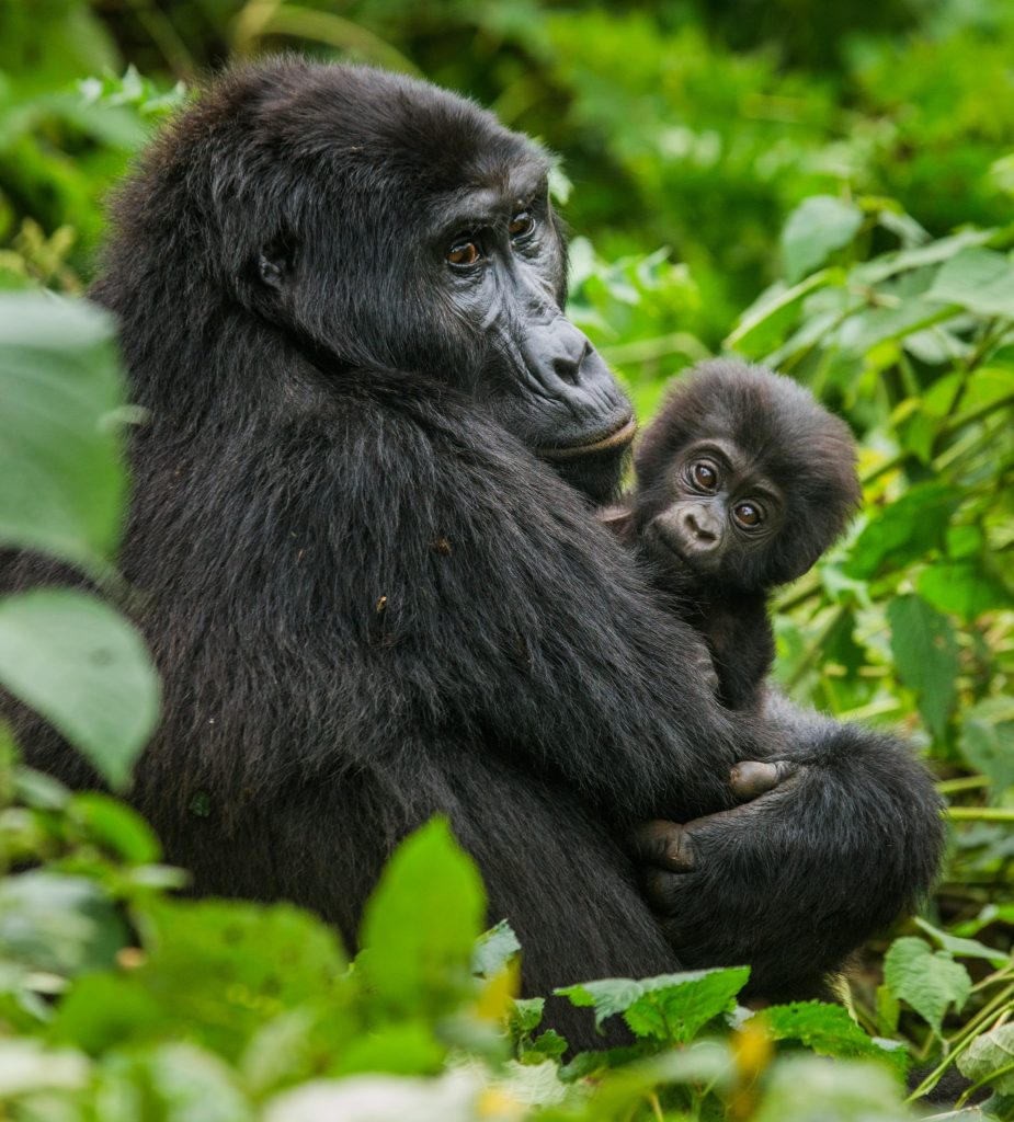 A mom gorilla and her infant