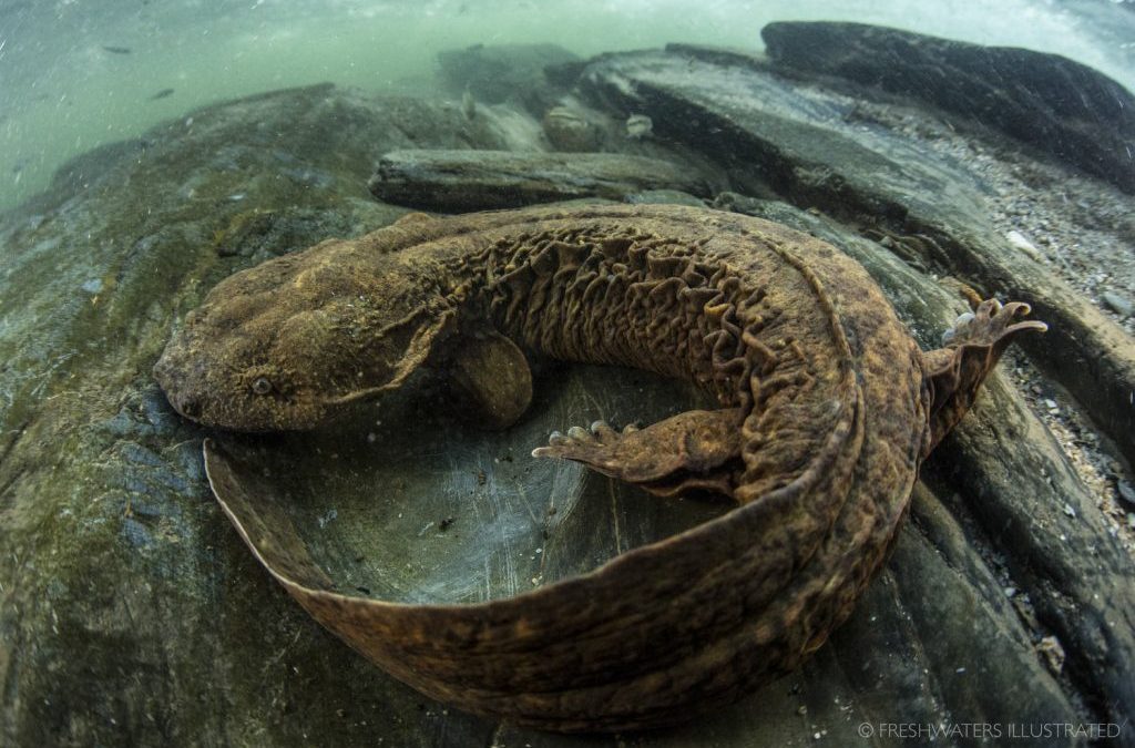 Love To Stack Rocks? Don’t Be a Hellbender Homewrecker!