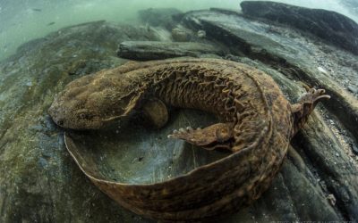 Love To Stack Rocks? Don’t Be a Hellbender Homewrecker!