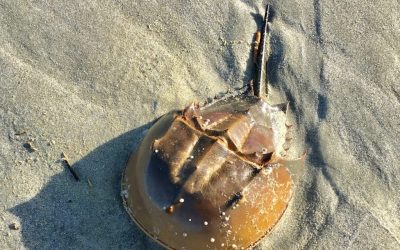 Horseshoe Crab Blood: How It Can Save Your Life