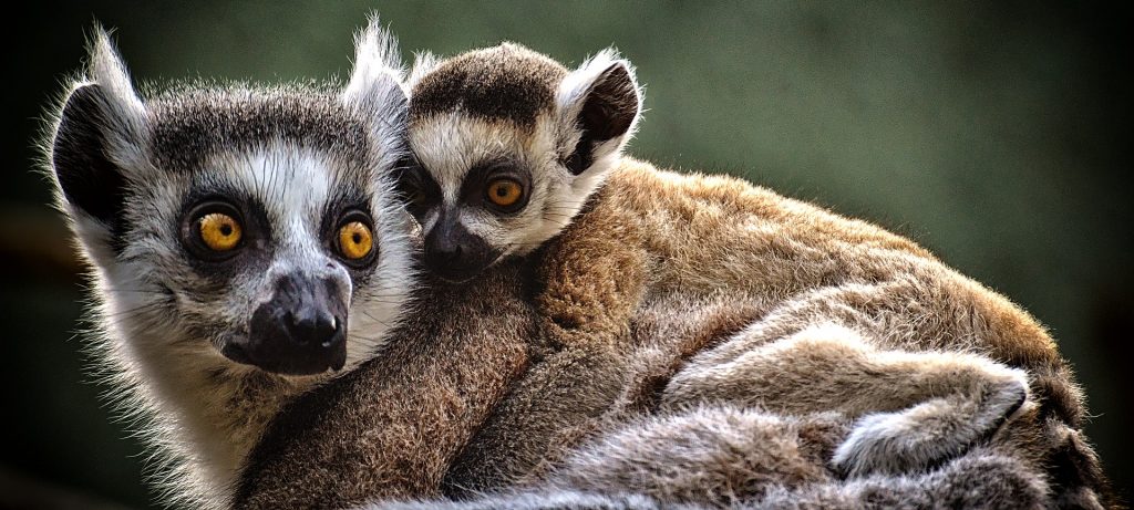 lemur and her baby