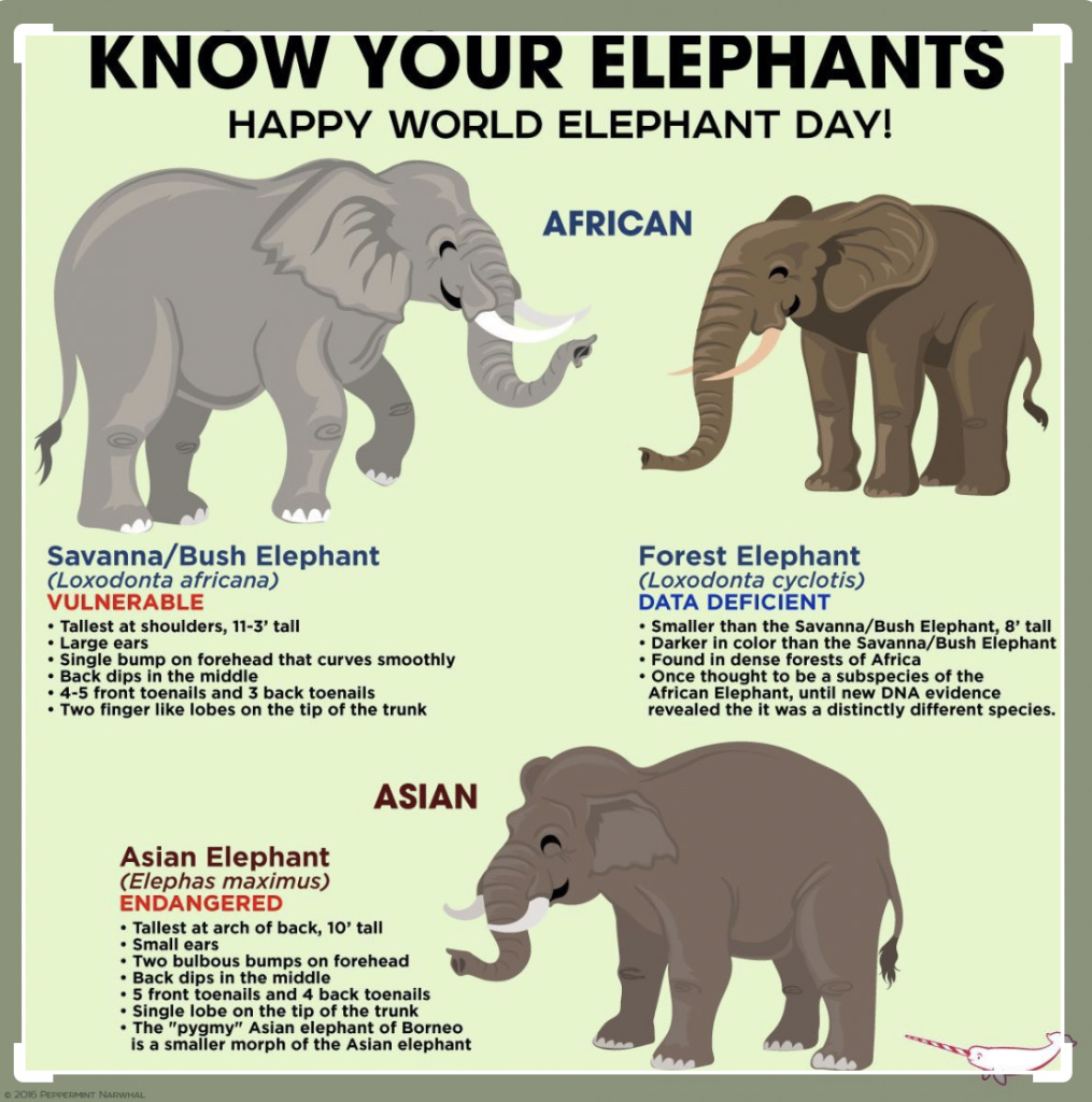 elephant facts