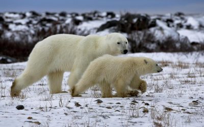 Walking With Wild Polar Bears