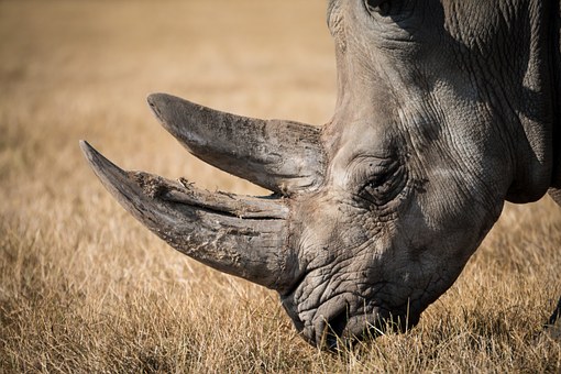 Rhino facts. A misunderstood animal. Weiler Woods for Wildlife
