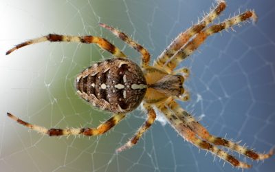 Misunderstood Scary Spiders. Why Not to Be Afraid!