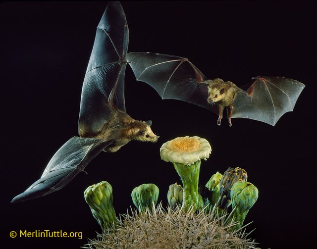 bat pollinators