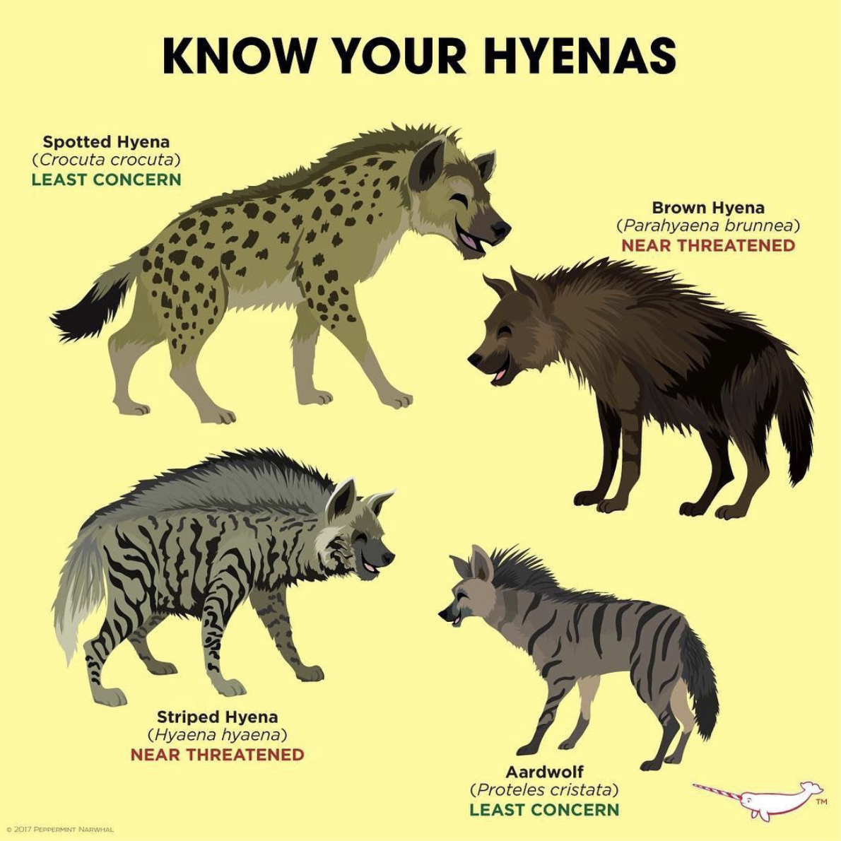 species of hyena