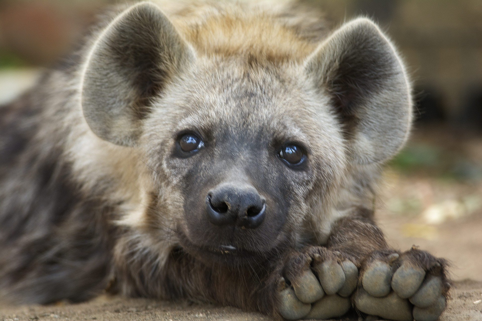 Hyenas, one of the most misunderstood animals. Weiler Woods for Wildlife