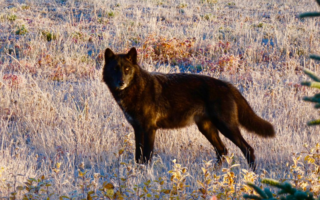 What In The World Do Wolves Eat? Think Blueberries!
