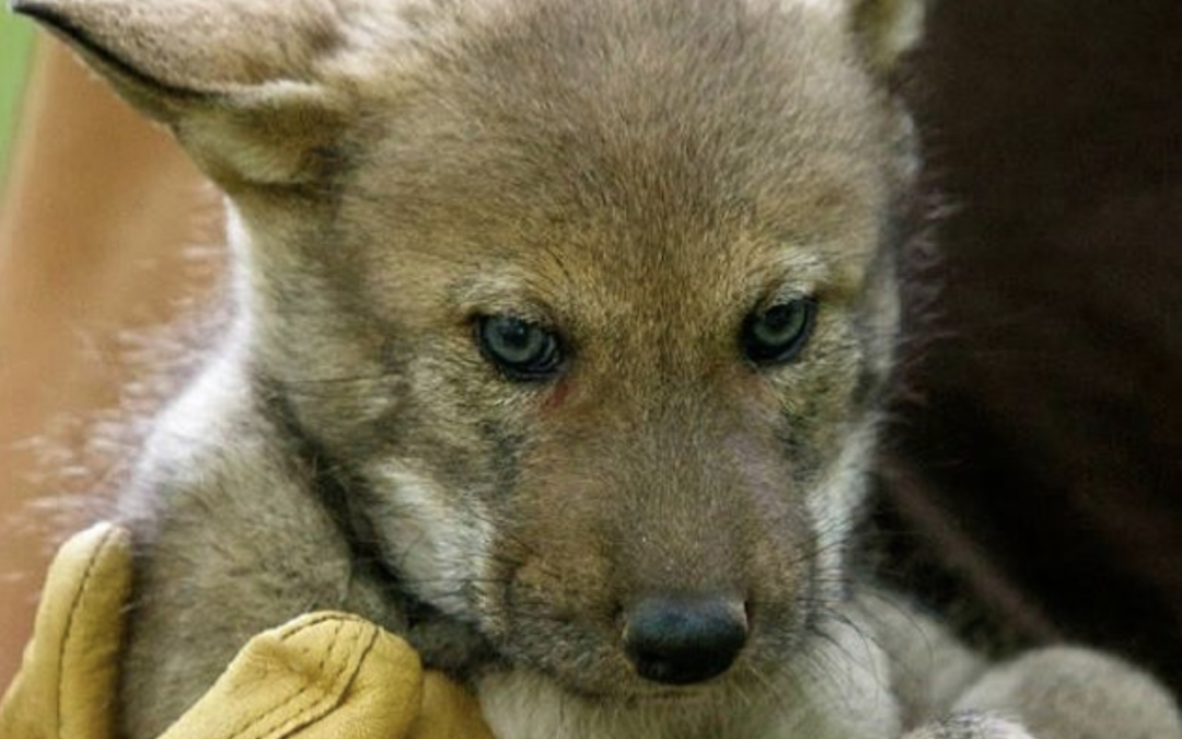 Red Wolves Get Huge Boost From N.C. Governor Cooper