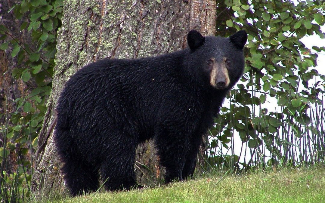 Black Bear Facts:  Busting Misconceptions