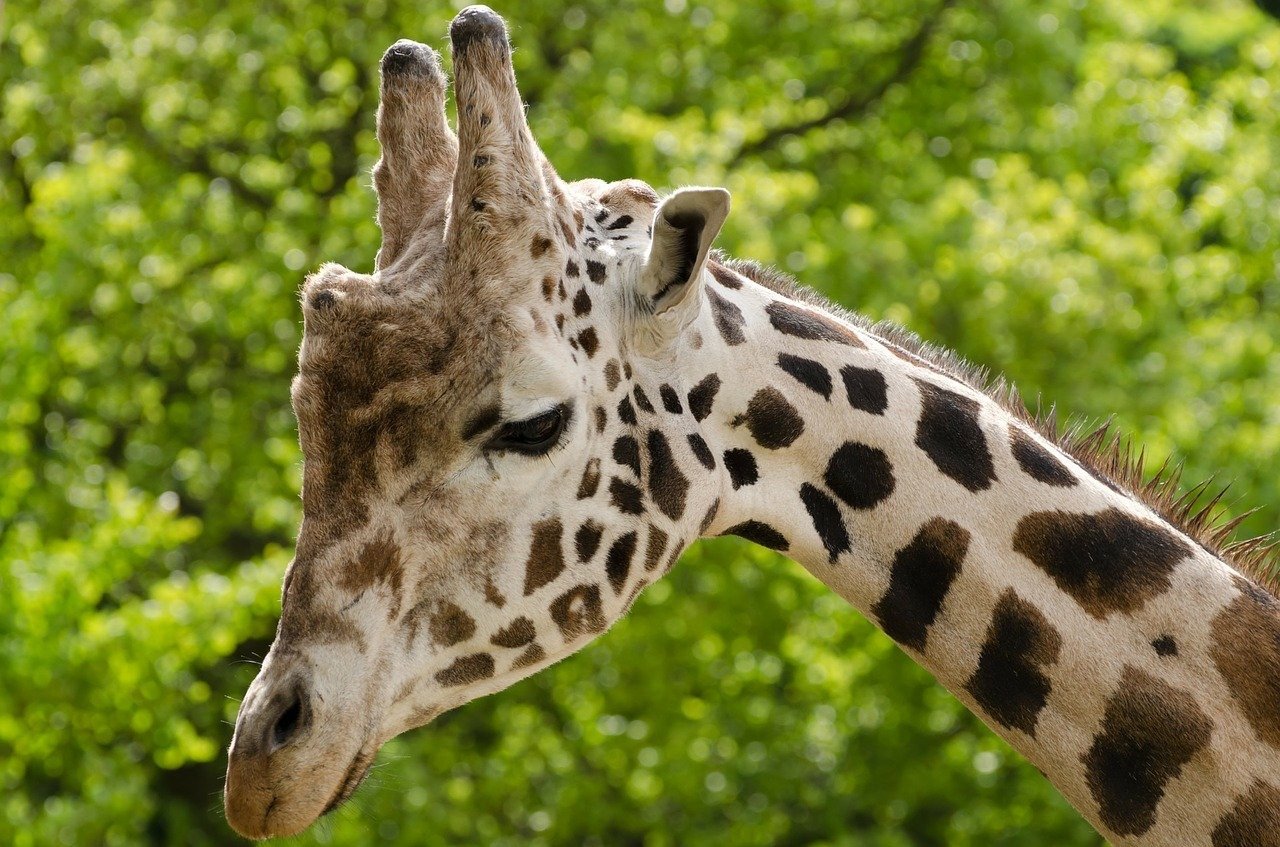 Giraffe Facts to explore & learn. Weiler Woods for Wildlife