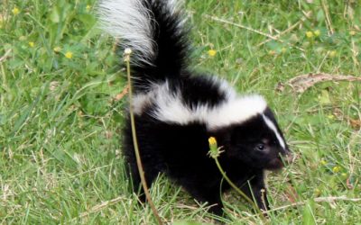 Incredible Skunk Spray. Everything You Want To Know