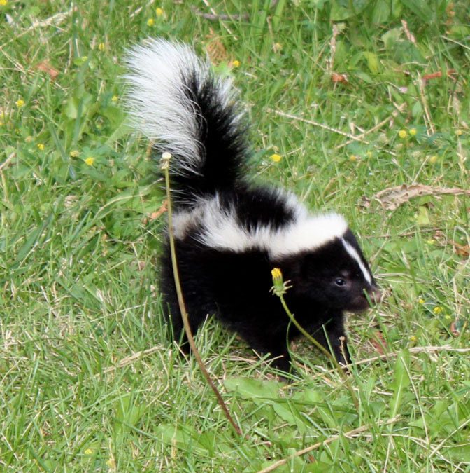 Incredible Skunk Spray. Everything You Want To Know