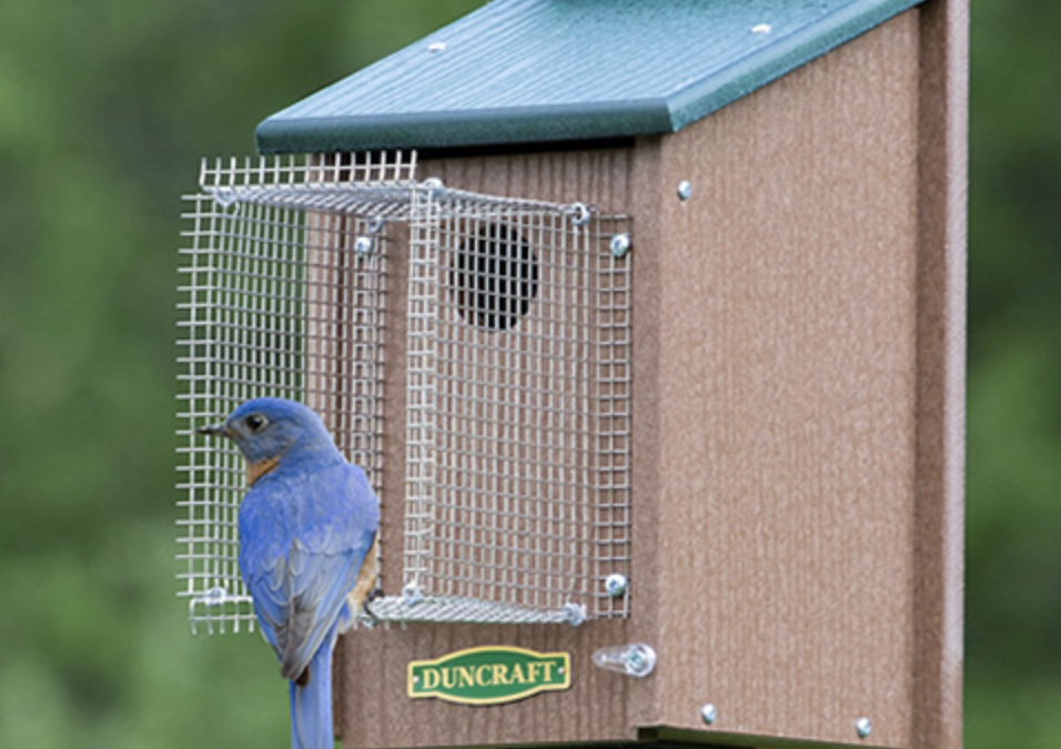 Saving Your Bluebirds With Snake Guards