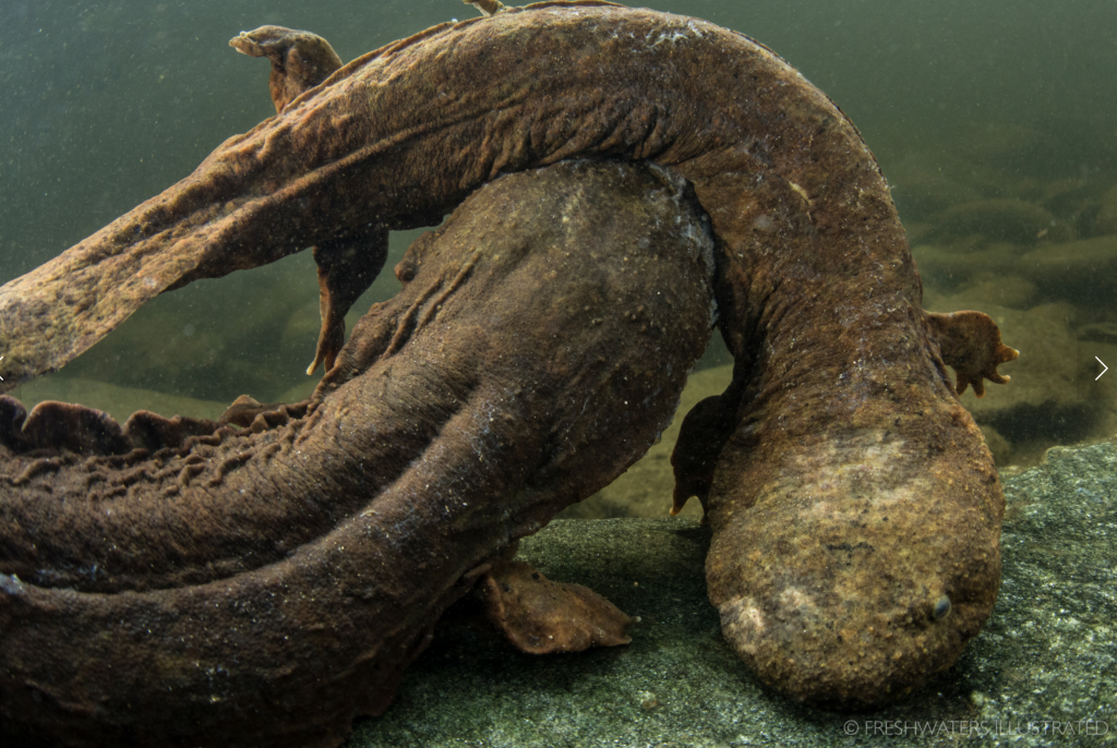 hellbender facts