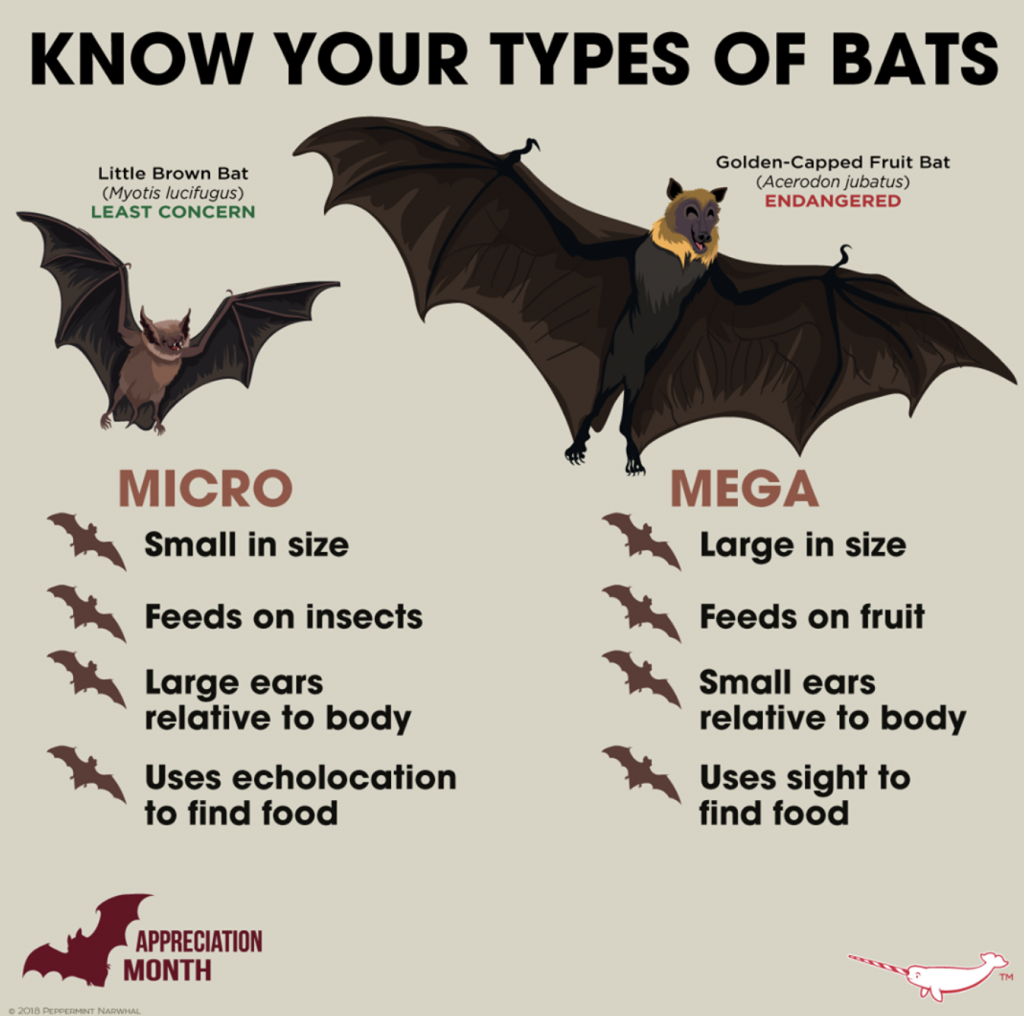Bat facts. Learn why bats are misunderstood. Weiler Woods