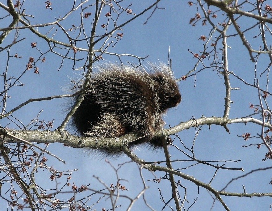 American porcupine