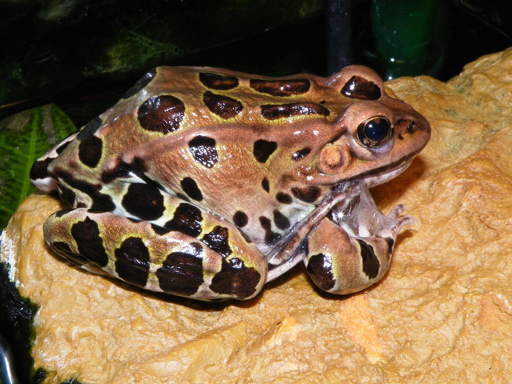 frog skin