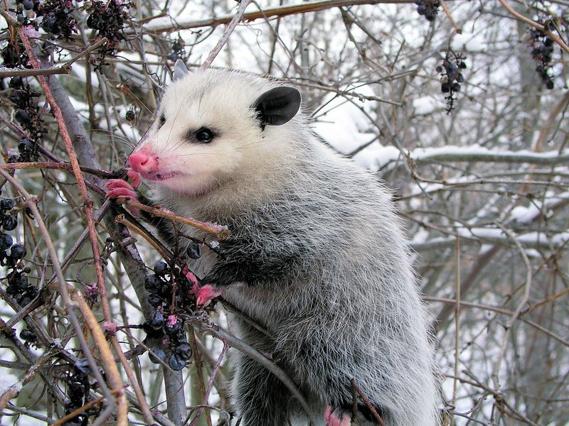 opossum facts