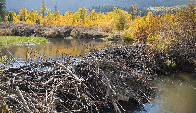 Why & How Do Beavers Build The Most Amazing Dams?