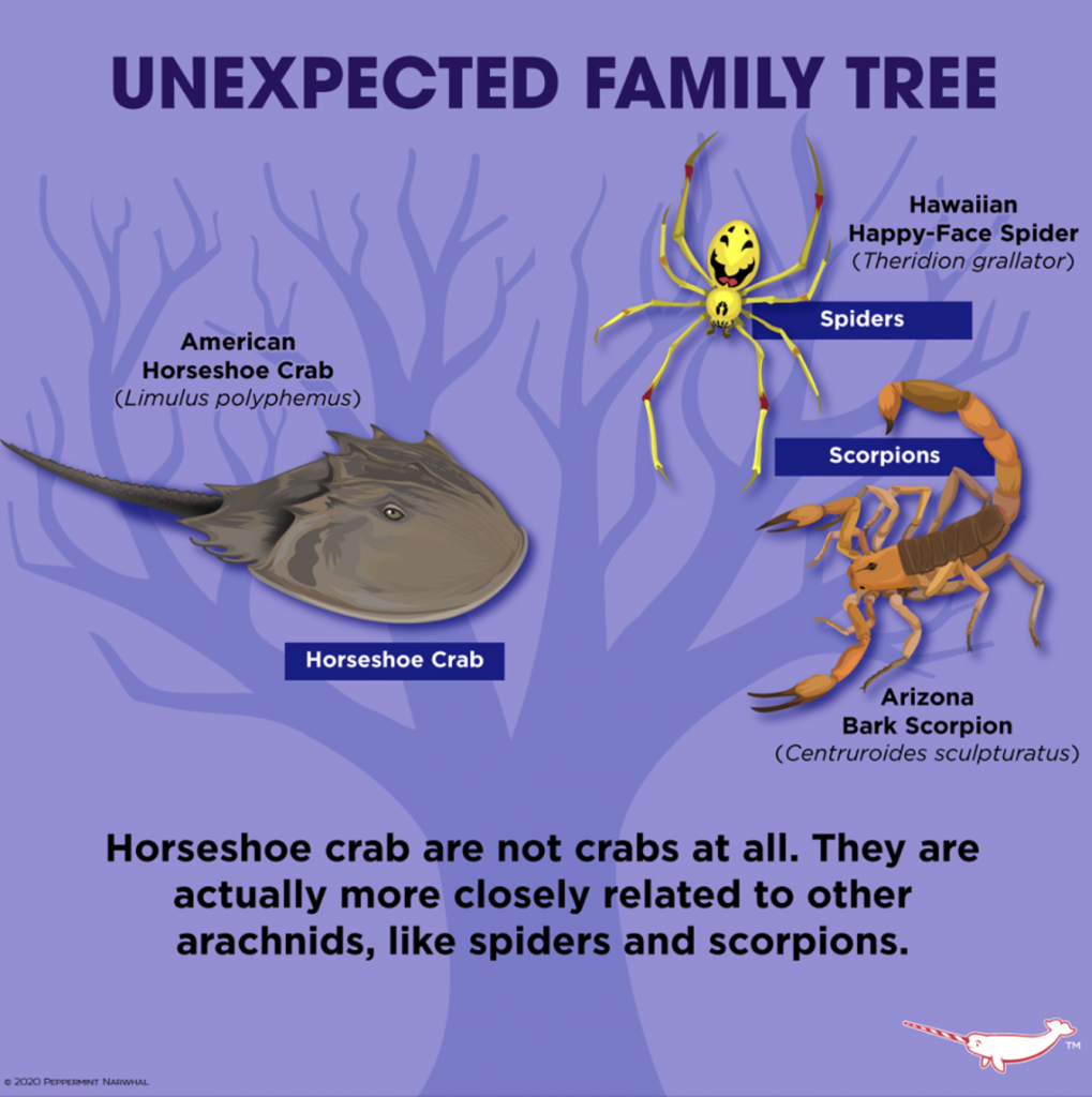 horseshoe crab blood