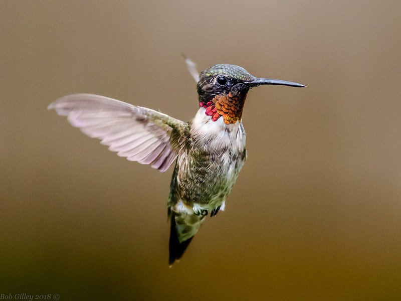 when to put out hummingbird feeders 