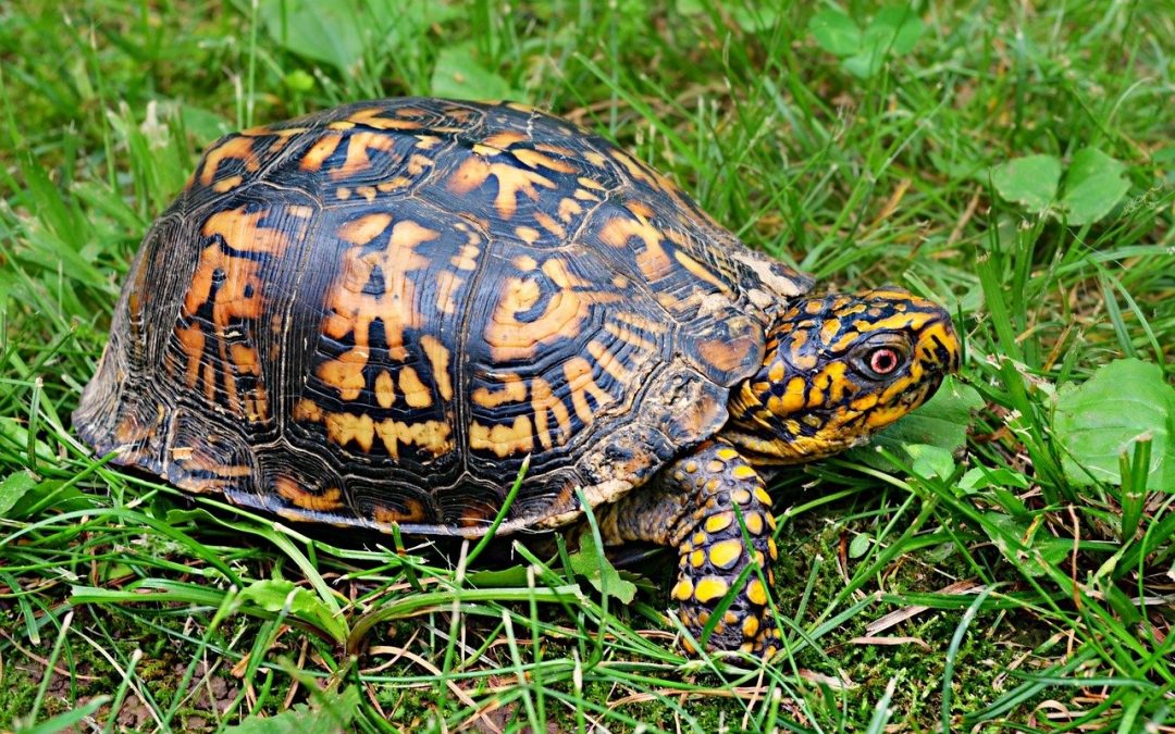 Turtles vs Tortoises: The Astonishing Differences