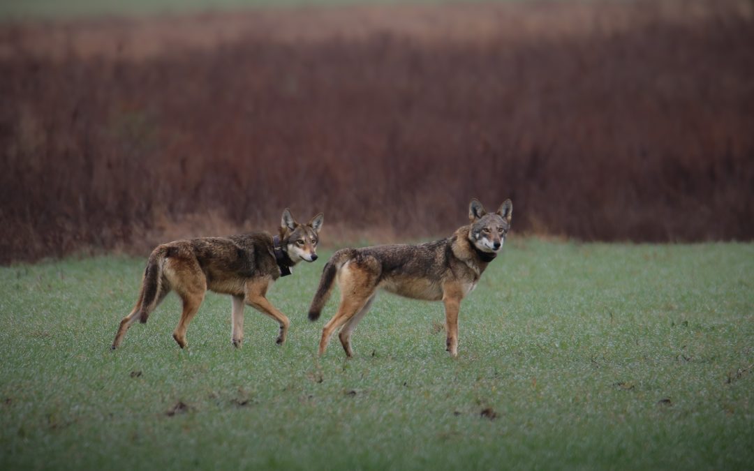 Seven Surprising Reasons We Love Endangered Red Wolves