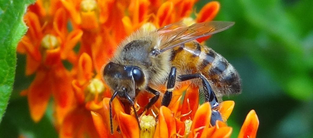 bees as pollinators
