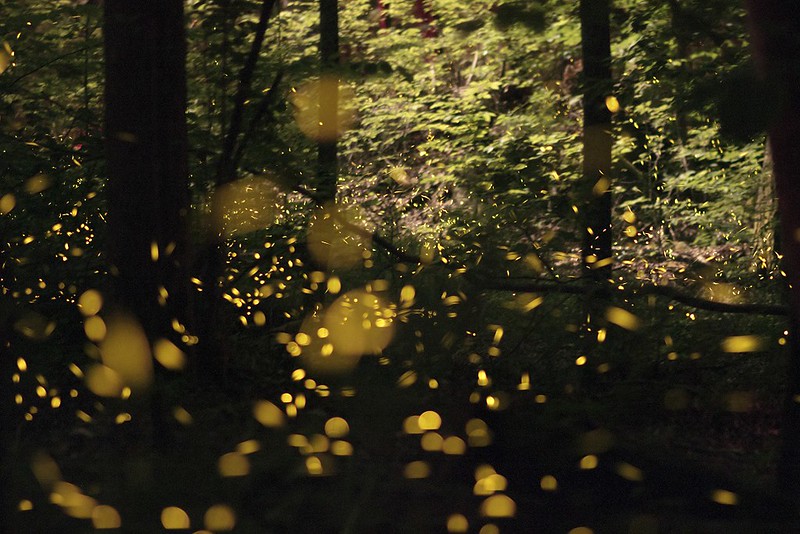facts about fireflies